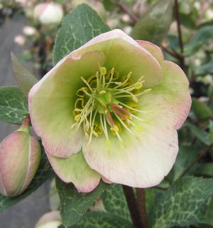 Helleborus Frostkiss® Moondance - Lenten Rose PP 27969 from The Ivy Farm