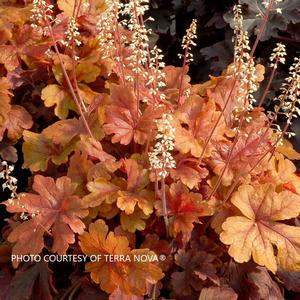 Heucherella 'Buttered Rum' - Foamy Bells PP 25040 from The Ivy Farm