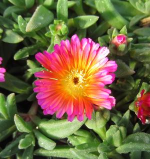 Delosperma Ocean Sunset™ Orange Glow - Ice Plant PPAF from The Ivy Farm