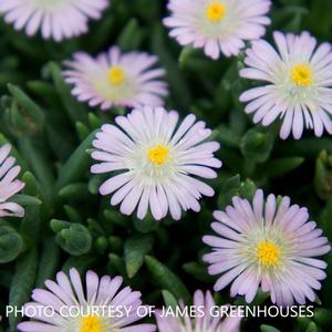 Delosperma 'Rosequartz' - Ice Plant PP 23452 from The Ivy Farm