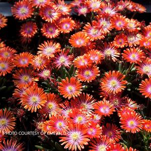 Delosperma 'Sunstone' - Ice Plant PP 30294 from The Ivy Farm