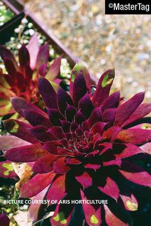 Sempervivum 'Royal Ruby' - Hens & Chicks from The Ivy Farm