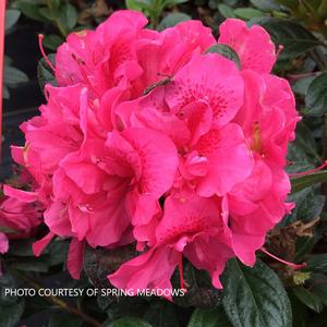 Azalea Perfecto Mundo® Double Dark Pink - PPAF from The Ivy Farm