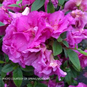 Azalea Perfecto Mundo® Double Purple - pp 33205 from The Ivy Farm