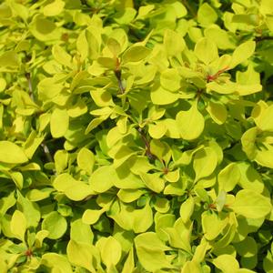 Berberis 'Bonanza Gold' - Dwarf Barberry from The Ivy Farm