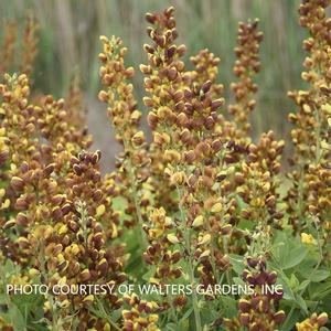 Baptisia 'Honey Roasted' - False Indigo PPAF from The Ivy Farm