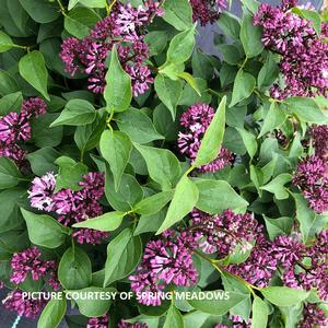 Syringa Baby Kim® - Lilac PP 32969 from The Ivy Farm