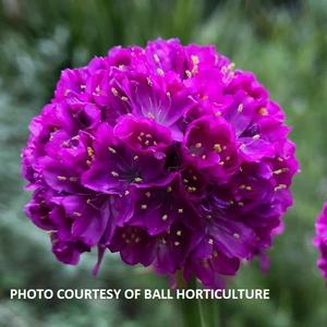 Armeria Dreameria® Vivid Dreams - Sea Thrift PP 35236 from The Ivy Farm