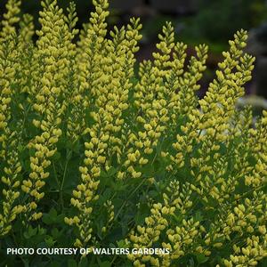 Baptisia 'American Goldfinch' - False Indigo PP 30478 from The Ivy Farm