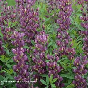 Baptisia 'Burgundy Blast' - False Indigo PP 34689 from The Ivy Farm