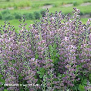 Baptisia 'Violet Dusk' - False Indigo PP 32553 from The Ivy Farm