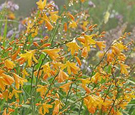 Crocosmia 'George Davison' - Falling Stars from The Ivy Farm