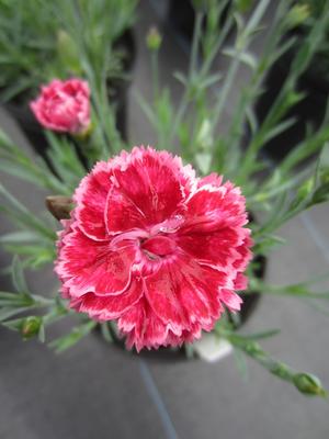 Dianthus 'Angel of Harmony' - Pinks PPAF from The Ivy Farm