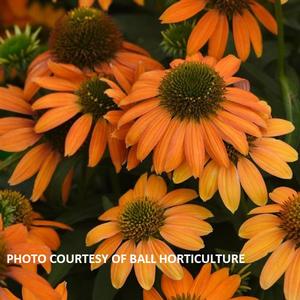 Echinacea 'Soft Orange' - Coneflower from The Ivy Farm