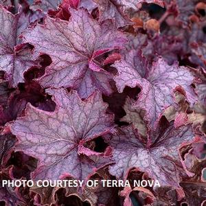 Heuchera GRANDE™ 'Amethyst' - Coral Bells PP 30932 from The Ivy Farm