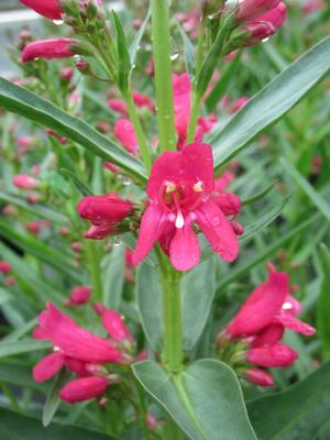 Penstemon 'Pristine Deep Rose' - Beard Tongue from The Ivy Farm