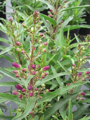 Penstemon 'Pristine Nightshade' - Beard Tongue PPAF from The Ivy Farm