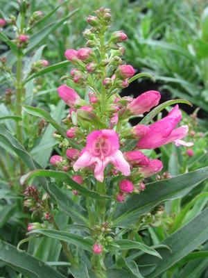 Penstemon 'Pristine Princess Pink' - Beard Tongue from The Ivy Farm