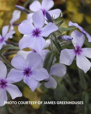 Phlox divaricata 'Chattahoochee' - Woodland Phlox from The Ivy Farm