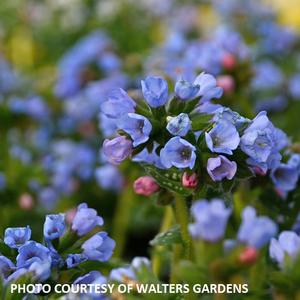 PUlmonaria 'Twinkle Toes' - Lungwort from The Ivy Farm