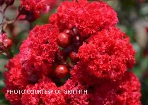 Lagerstroemia 'Ruffled Red Magic' - Crape Myrtle PP 27303 from The Ivy Farm