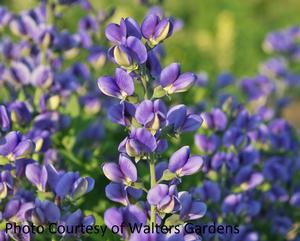 Baptisia 'Blueberry Sundae' - Decadence� PP 23891 from The Ivy Farm