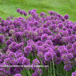 Allium 'Lavender Bubbles' - Ornamental Onion PP 31126 from The Ivy Farm