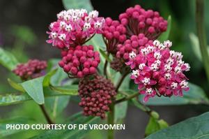 Asclepias incarnata 'Soulmate' - Swamp Milkweed from The Ivy Farm