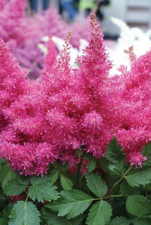 Astilbe 'Drum and Bass' - False Spirea from The Ivy Farm