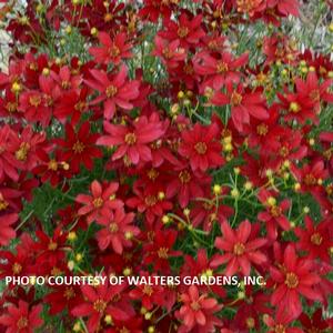 Coreopsis 'Hot Paprika' - Threadleaf PP 28522 from The Ivy Farm