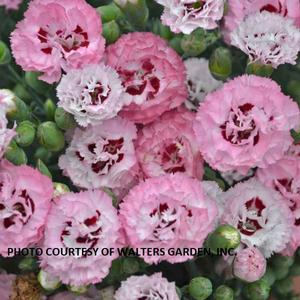 Dianthus 'Appleblossom Burst' - Pinks PP 31454 from The Ivy Farm