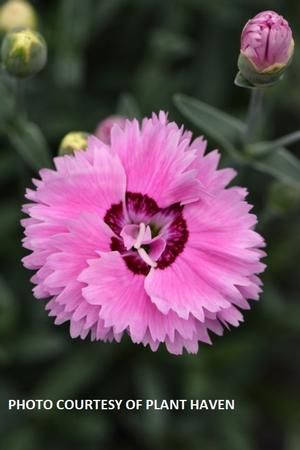 Dianthus Star Double™ Pop Star - Pinks PP 18222 from The Ivy Farm