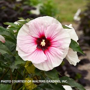 Hibiscus 'Angel Eyes' - Rose Mallow PP 35455 from The Ivy Farm