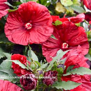 Hibiscus 'Blackberry Merlot' - Rose Mallow PP 33498 from The Ivy Farm