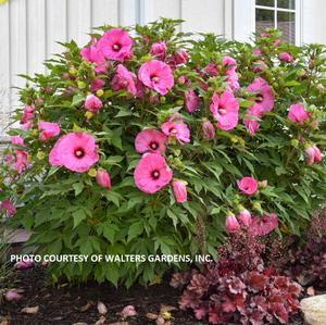 Hibiscus Summerific® 'Candy Crush' - Rose Mallow PP 32587 from The Ivy Farm