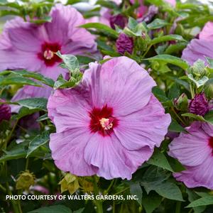 Hibiscus Summerific® 'Lilac Crush' - Rose Mallow PP 35181 from The Ivy Farm