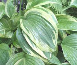 Hosta fortunei 'Aureo-marginata' - Plantain Lilly from The Ivy Farm