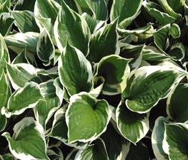 Hosta 'Minuteman' - Plantain Lily from The Ivy Farm