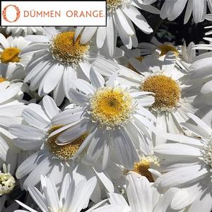 Leucanthemum 'Sweet Daisy™ Birdy' - Shasta Daisy PP 32774 from The Ivy Farm