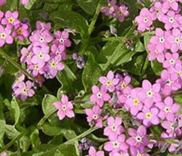 Myosotis sylvatica 'Rosylva' - Forget-Me-Not from The Ivy Farm