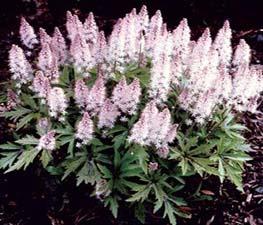 Tiarella 'Pink Skyrocket' - Foam Flower from The Ivy Farm