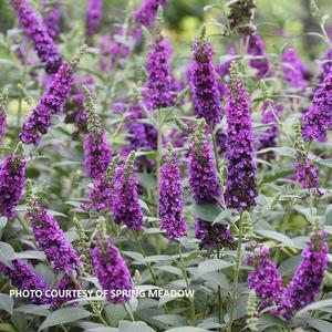 Buddleia 'Miss Violet' - Butterfly Bush PP 28448 from The Ivy Farm