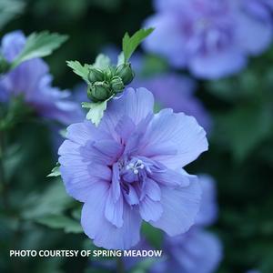 Hibiscus syriacus Blue Chiffon® - Rose of Sharon PP 20574 from The Ivy Farm