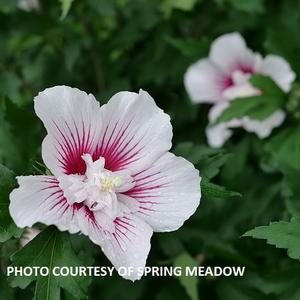 Hibiscus syriacus Starblast Chiffon® - Rose of Sharon PP 30270 from The Ivy Farm