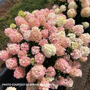 Hydrangea paniculata Fire Light Tidbit® - Panicle Hydrangea PP 32512 from The Ivy Farm