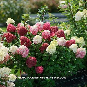 Hydrangea paniculata Little Lime Punch® - Panicle Hydrangea PPAF from The Ivy Farm