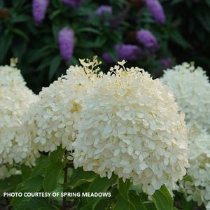 Hydrangea panicula Puffer Fish® - Panicle Hydrangea PP 35316 from The Ivy Farm