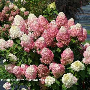 Hydrangea panicula Quick Fire Fab® - Panicle Hydrangea PP 32513 from The Ivy Farm