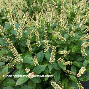 Itea virginica Fizzy Mizzy® - Sweetspire PP 33549 from The Ivy Farm