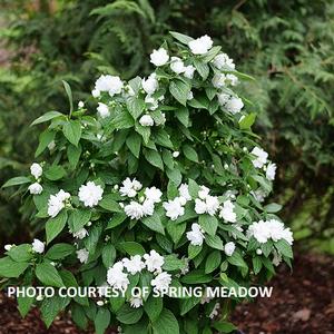 Philadelphus coronarius Illuminati Spice® - Mock Orange PPAF from The Ivy Farm